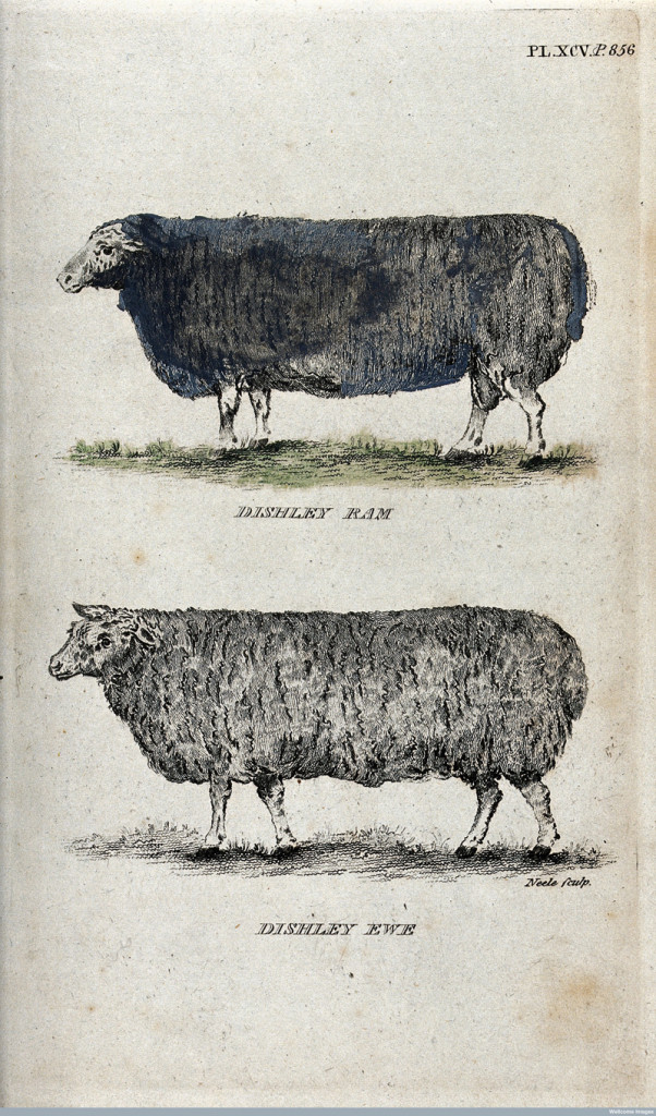 A Dishley ram and a Dishley ewe. Coloured stipple engraving Courtesy of Wellcome Library, London. 